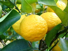 画像をギャラリービューアに読み込む, ちどりや ユズバスサシェ