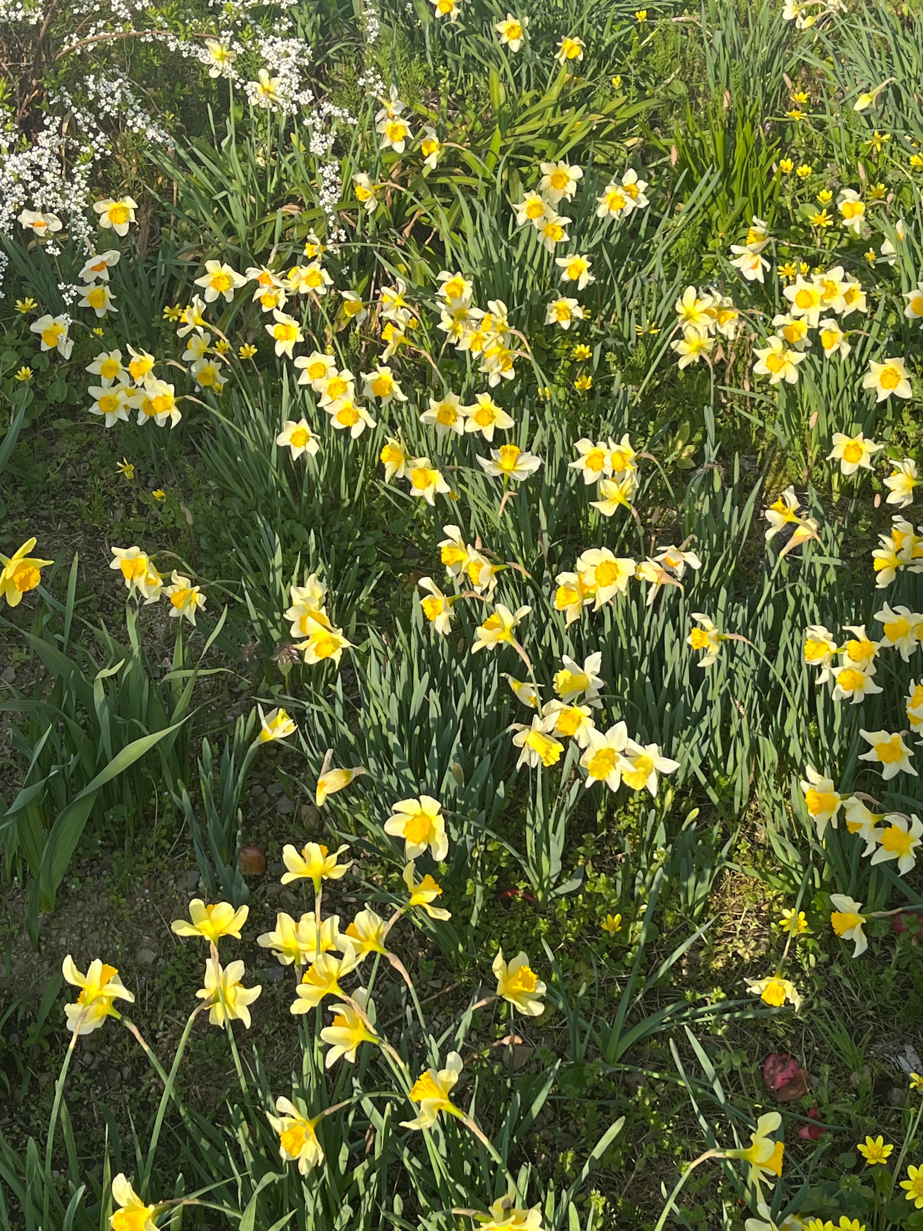 春ですね。
