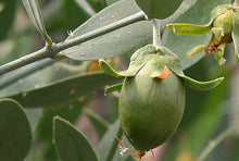 画像をギャラリービューアに読み込む, ちどりやマッサージ＆クレンジングオイル
