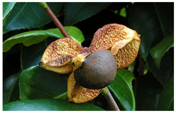 ちどりや ネイルトリートメントオイル