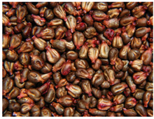 画像をギャラリービューアに読み込む, grape seed 
