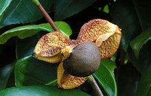 画像をギャラリービューアに読み込む, ちどりやオーガニックユズリップバーム
