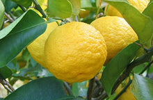 画像をギャラリービューアに読み込む, ジャパニーズインペリアルローズ スキントナー（はまなすスキントナー）
