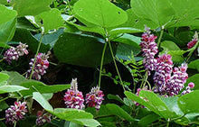 画像をギャラリービューアに読み込む, ちどりやオリジナル フェイスパウダー
