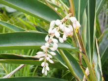 画像をギャラリービューアに読み込む, ちどりやピーチムーンハーバルフェイスウォーター月桃葉の蒸留水
