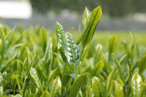 ちどりやフェイシャルソープ／緑茶とハトムギ