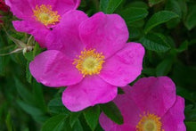 画像をギャラリービューアに読み込む, ジャパニーズインペリアルローズ スキントナー（はまなすスキントナー）
