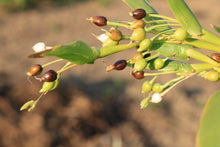 画像をギャラリービューアに読み込む, ちどりやフェイシャルソープ／緑茶とハトムギ
