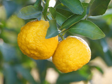 画像をギャラリービューアに読み込む, ちどりや クレンジングバーム ／ ユズ種子油
